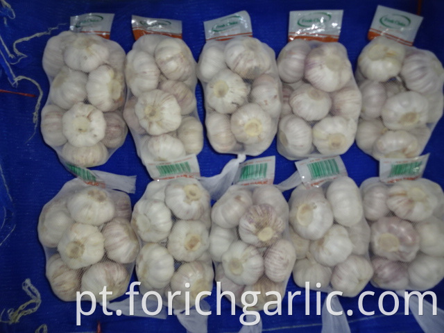 Fresh Normal Garlic 2019